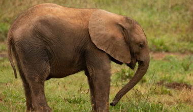 Baby Elephant Has an Emotional Support Tire and We Totally Get It