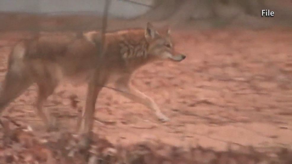 File photo of a coyote.{ }