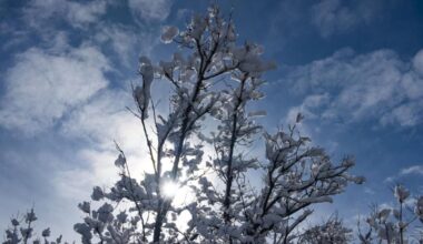 Winter tree watering 'essential,' officials say