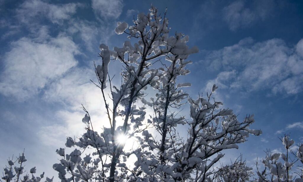 Winter tree watering 'essential,' officials say