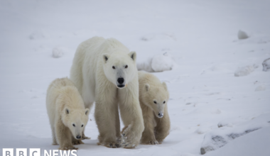 Polar bear mother adopts cub in rarely documented case