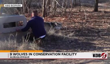 9 Mexican gray wolves arrive at Albuquerque BioPark Zoo's new recovery facility