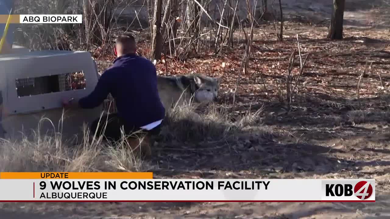 9 Mexican gray wolves arrive at Albuquerque BioPark Zoo's new recovery facility