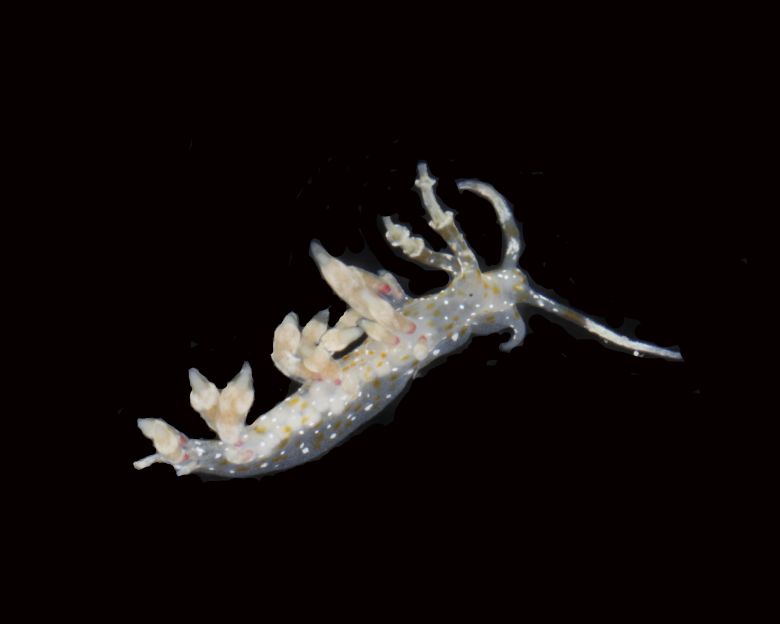 A possible new species of sea slug in the genus <em>Cratena</em>.
