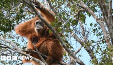 Fears grow that world's rarest apes were swept away in Sumatran floods