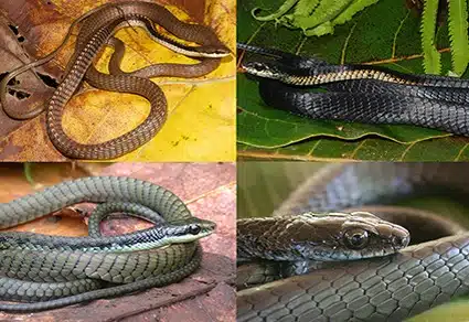 A Dendrelaphis Atra, Or Atra Tree Snake