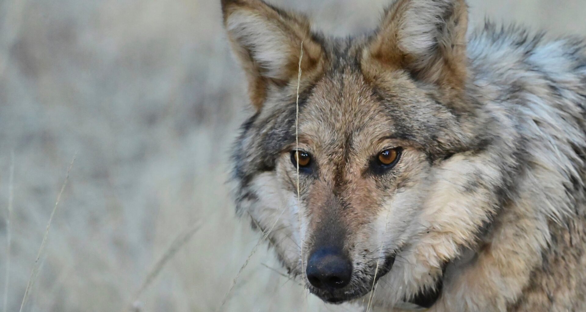 A close-up of a gray wolf standing in dry grass, looking slightly to the side.