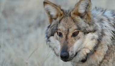 A close-up of a gray wolf standing in dry grass, looking slightly to the side.