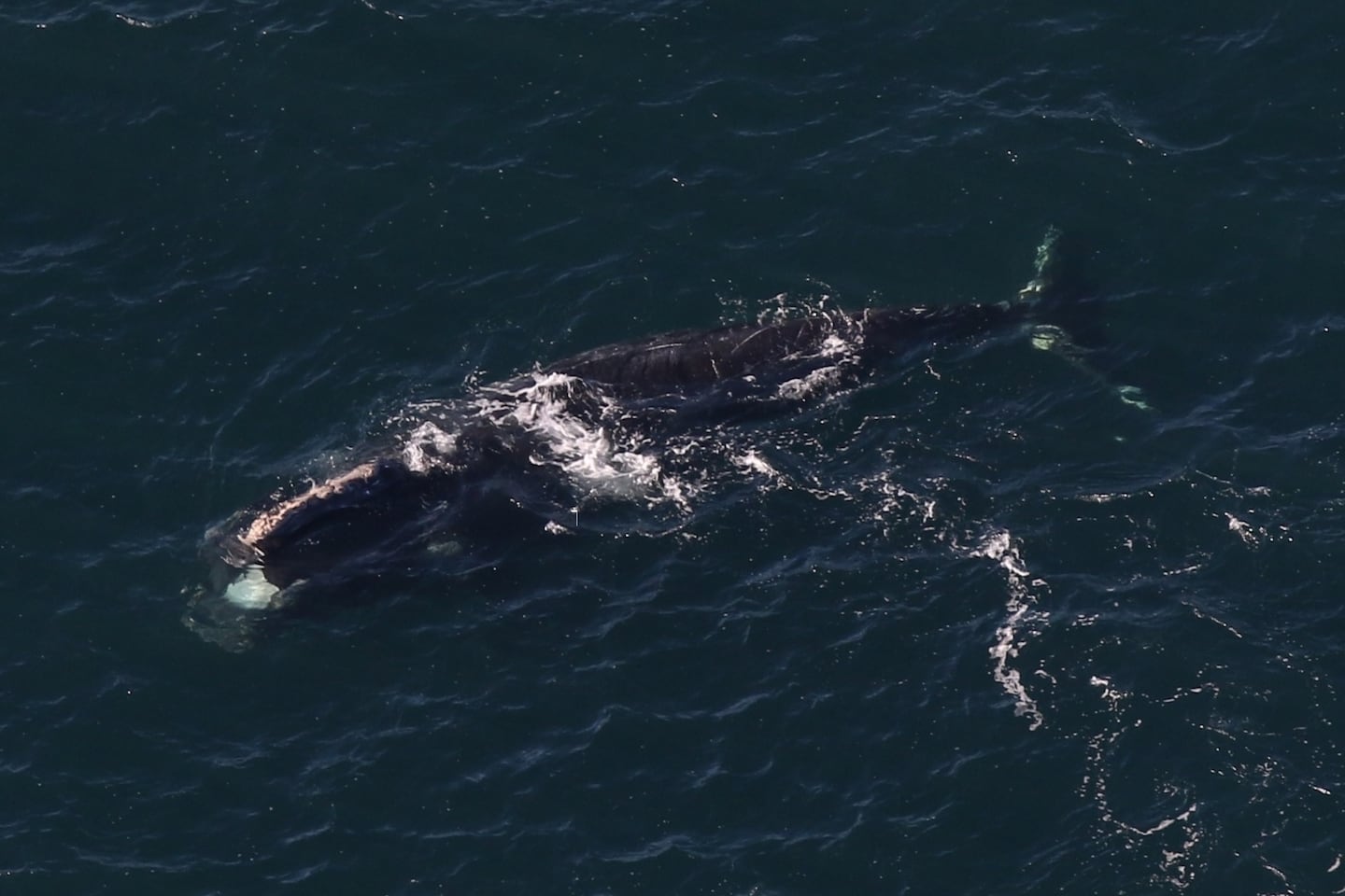 Right whale photographed off Boston on Nov. 19, 2025, previously located in Donegal Bay, Ireland, in July 2024.