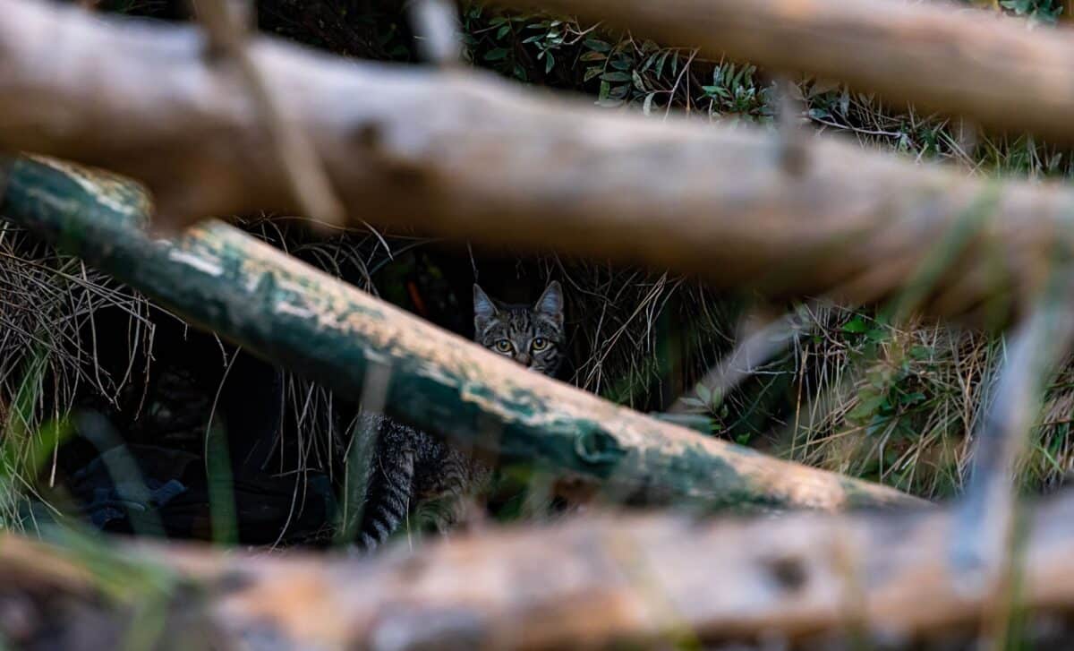 After 30 Years, This Rare Cat Makes An Unbelievable Comeback, See The Camera Trap Footage!