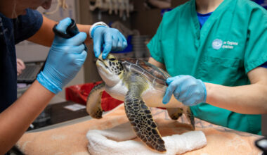 Cold-stunned sea turtles arrive at New England Aquarium’s hospital and are evaluated for infections and injuries. Credit: Vanessa Kahn/New England Aquarium