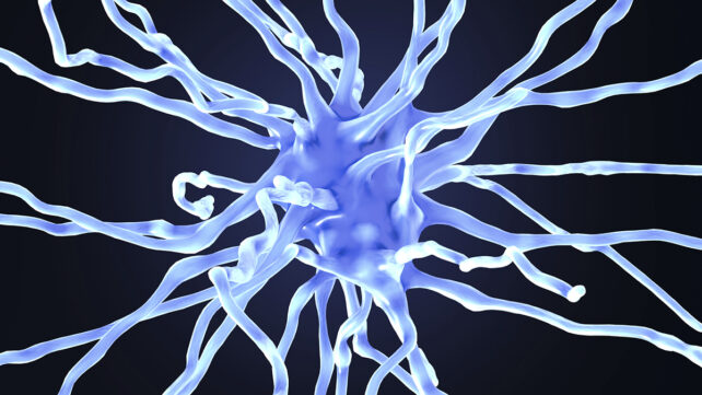 Illustration of a fibrous astrocyte