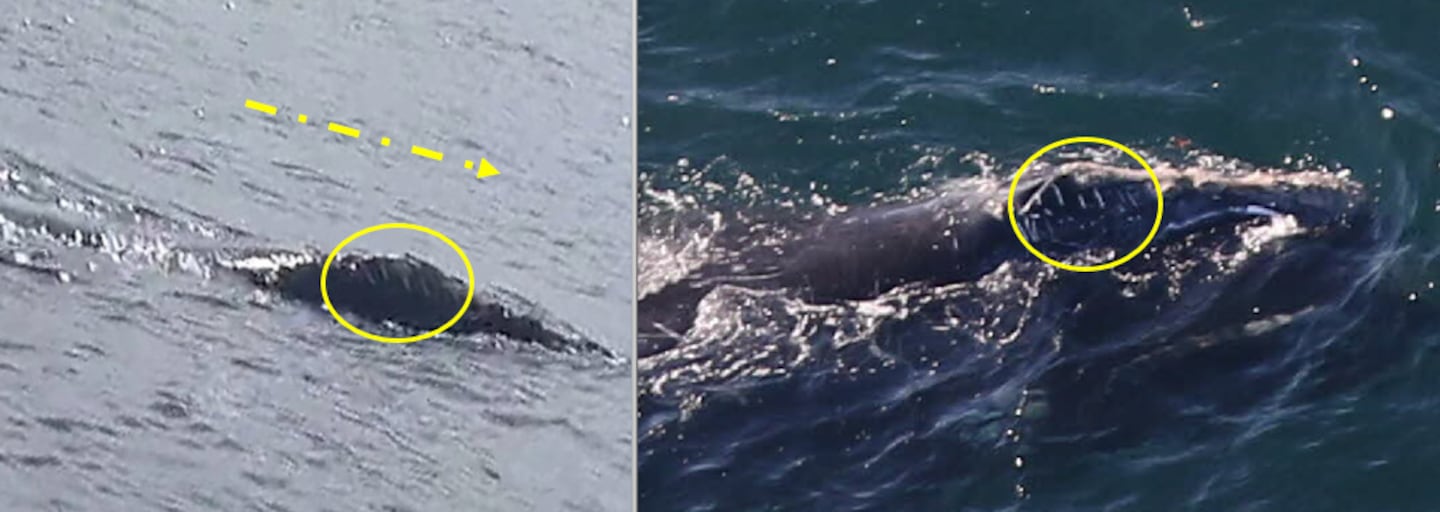 Unique scarring on the right side of the whale’s head is one of several features that helped researchers in the New England Aquarium’s Anderson Cabot Center for Ocean Life match photos from the Ireland sighting (left) with images captured by the Center for Coastal Studies off Boston (right).