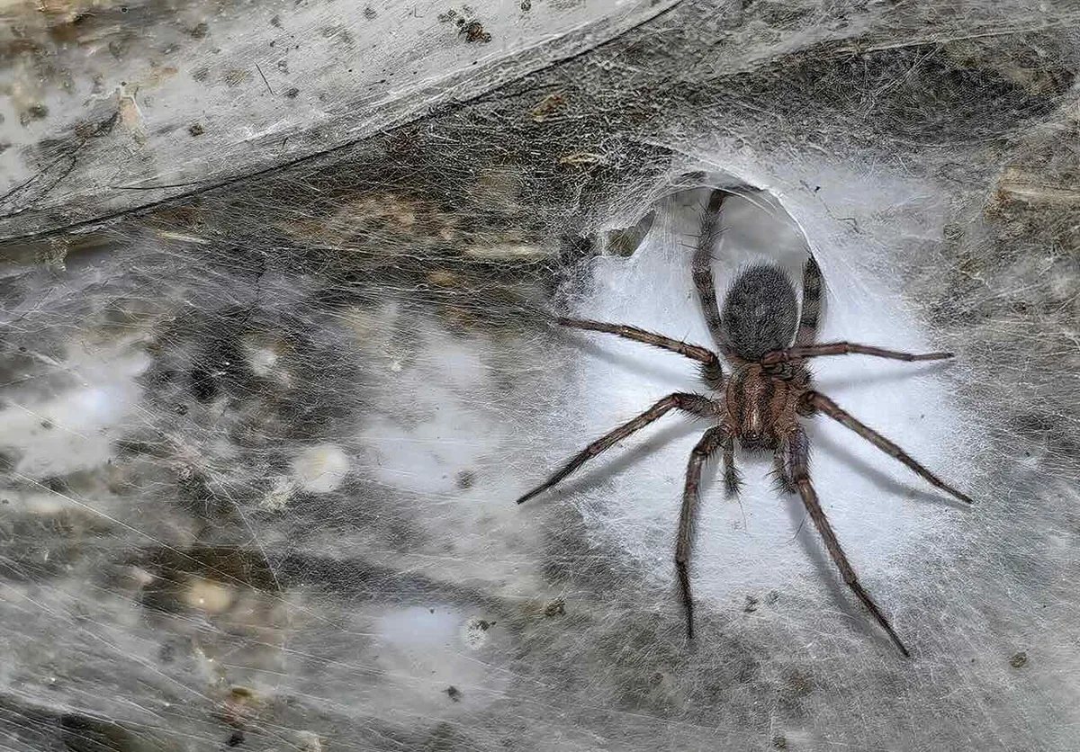 Barn funnel weaver spider