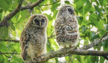 Wasteful government plan called for shooting 450,000 North American barred owls