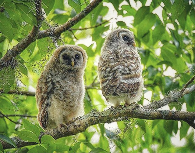 Wasteful government plan called for shooting 450,000 North American barred owls