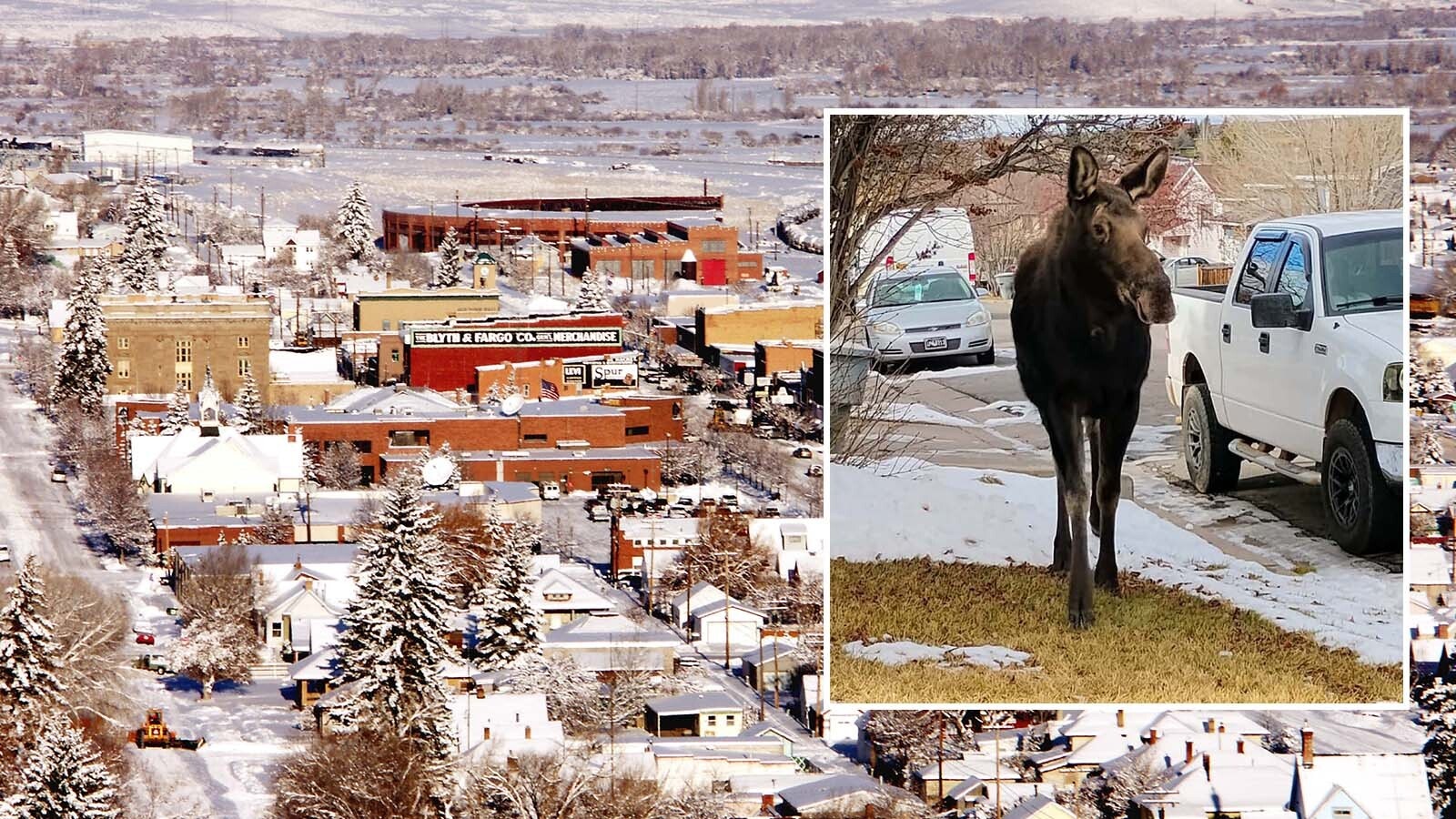 A cow moose that locals call “Big Betty” has been handing around Evanston. So far, she’s behaved herself, and wildlife agents haven’t been dispatched to catch her.