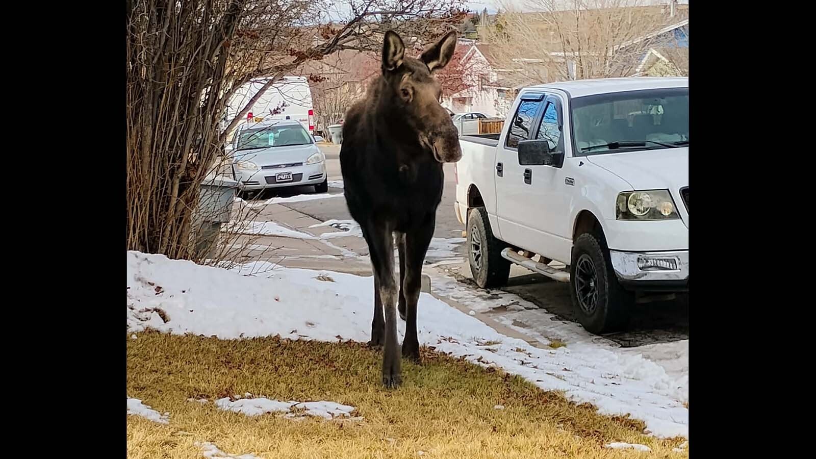 A cow moose that locals call “Big Betty” has been handing around Evanston. So far, she’s behaved herself, and wildlife agents haven’t been dispatched to catch her.