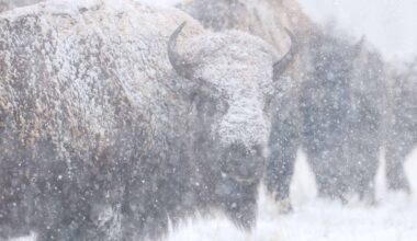 Cowboy State Daily logo