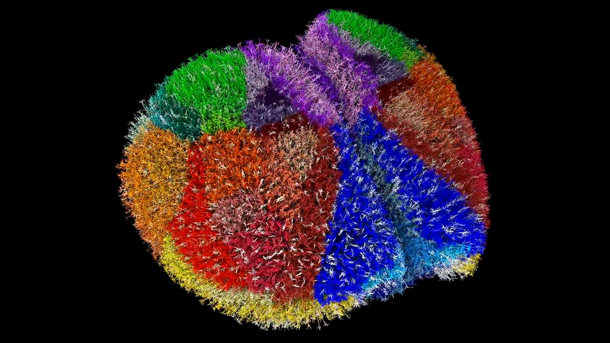 Supercomputer Creates One of The Most Realistic Virtual Brains Ever Seen : ScienceAlert