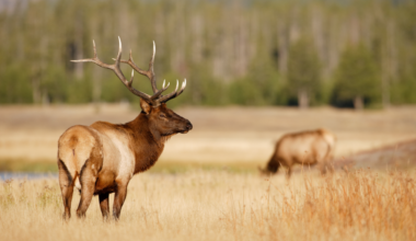 CWD detected in a new Wyoming hunt area – Sheridan Media