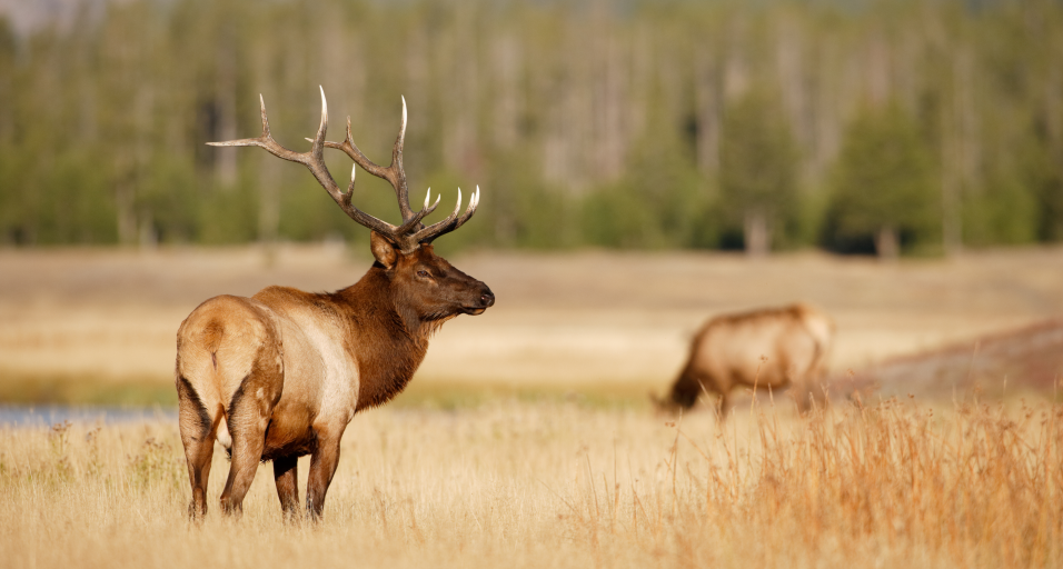 CWD detected in a new Wyoming hunt area – Sheridan Media