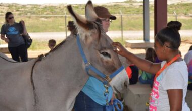 How to adopt wild horses or wild burros in Arizona in 2026