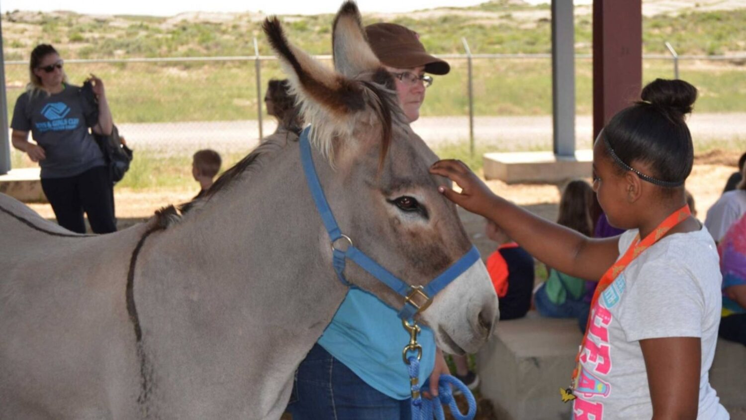 How to adopt wild horses or wild burros in Arizona in 2026