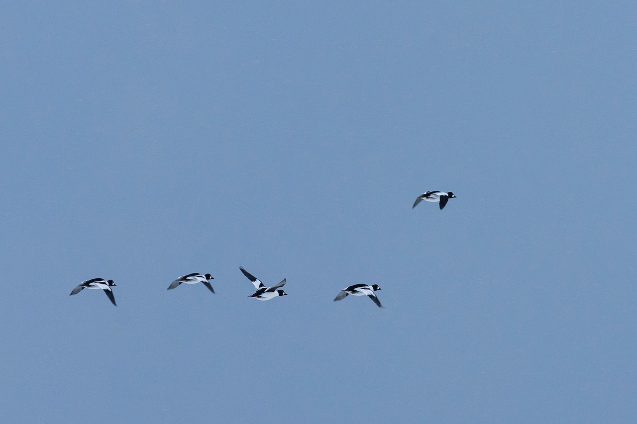 Lake Michigan Ice 1.23.25