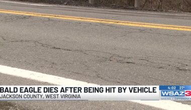 Bald eagle dies after being hit by vehicle in West Virginia