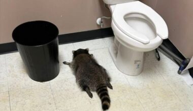 A drunk raccoon passed out in a liquor store bathroom in Ashland, Va., on Saturday, Nov. 29.