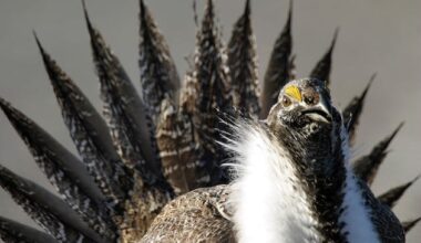 Once again, the greater sage grouse sparks outcry in the West – Deseret News