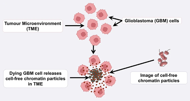 Cancer cell treatment diagram
