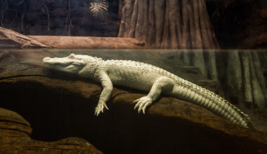 Which street will S.F. name for Claude? Vote here in the official poll.