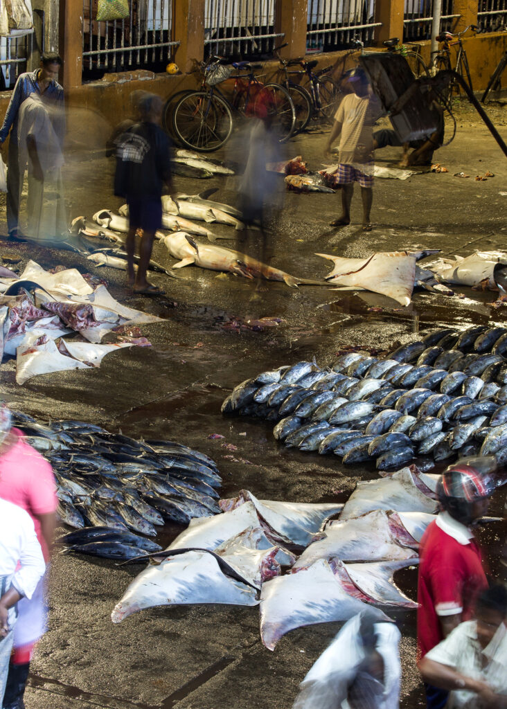 Sharks and rays, which are closely related species that play similar roles as apex predators in the ocean, have been caught and traded for decades, both internationally and locally, contributing to a global market worth nearly $1 billion annually. Credit: Steve De Neef