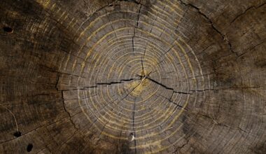 Boulder County's oldest trees hold some of the area's storied history