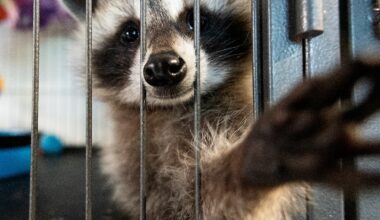 Police kill raccoon on Christmas Day in Hopedale, upsetting community