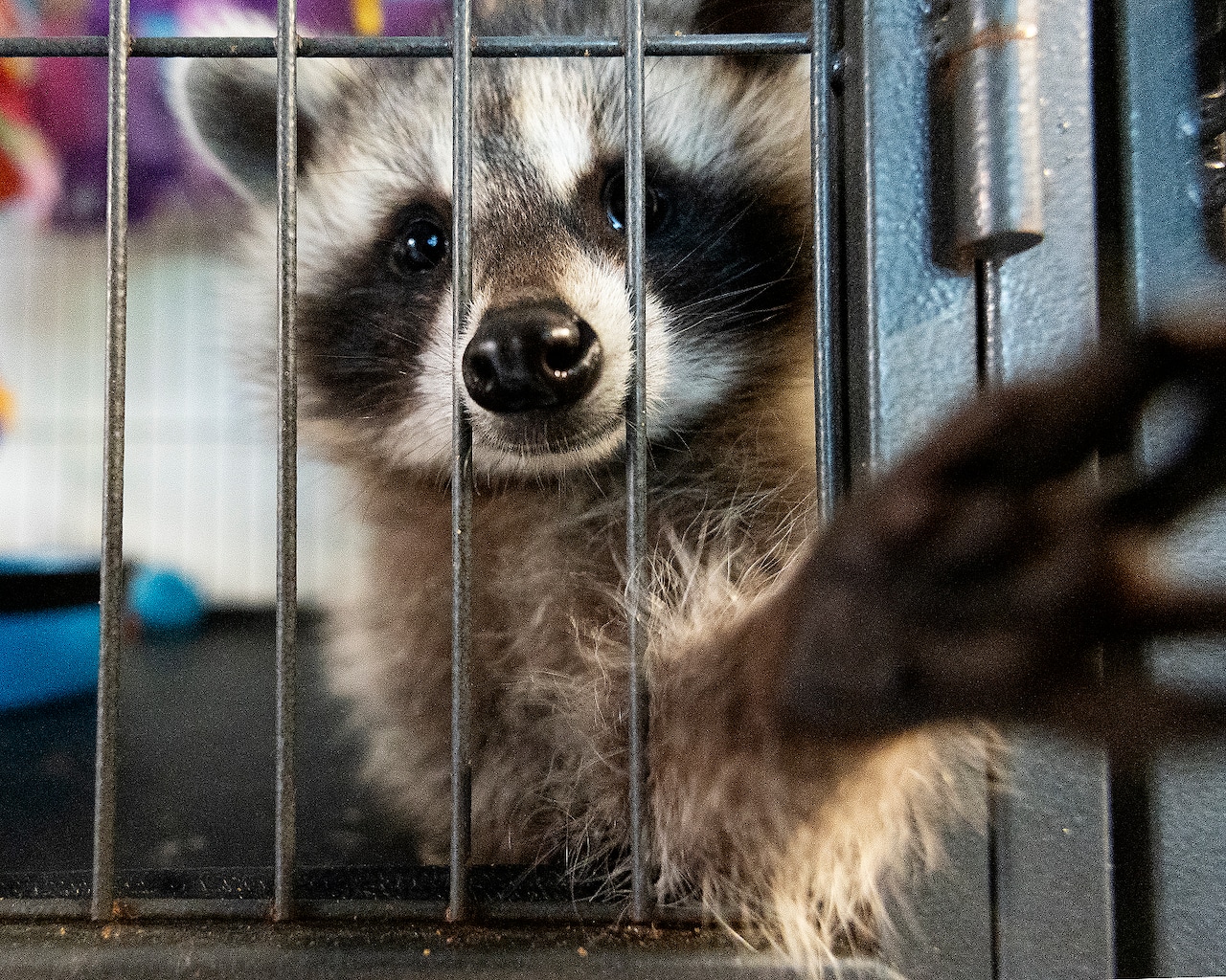 Police kill raccoon on Christmas Day in Hopedale, upsetting community