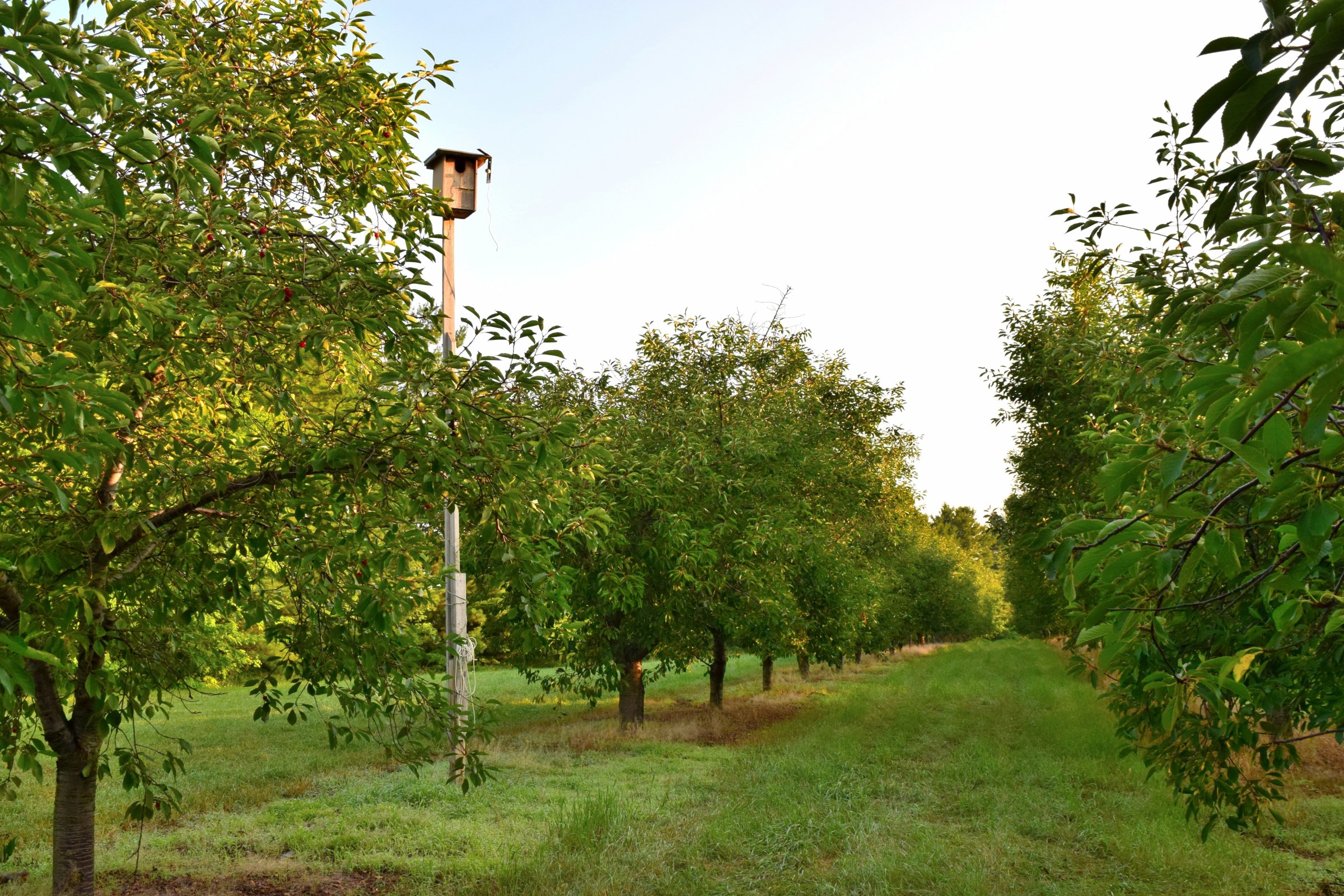 An American kestrel nest box in a cherry orchard in northwest Michigan.