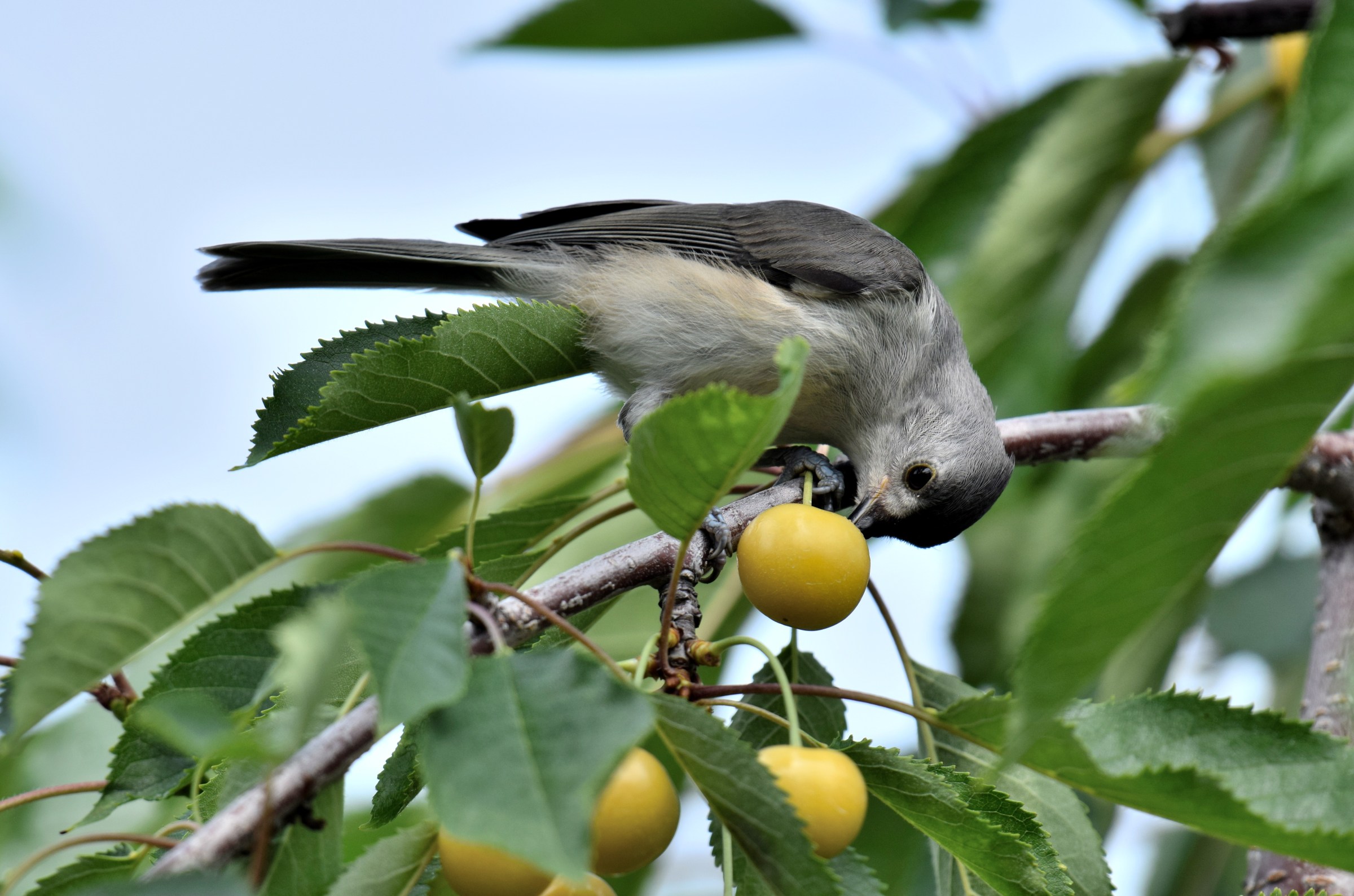 A tufted titmouse pecks at a cherry.