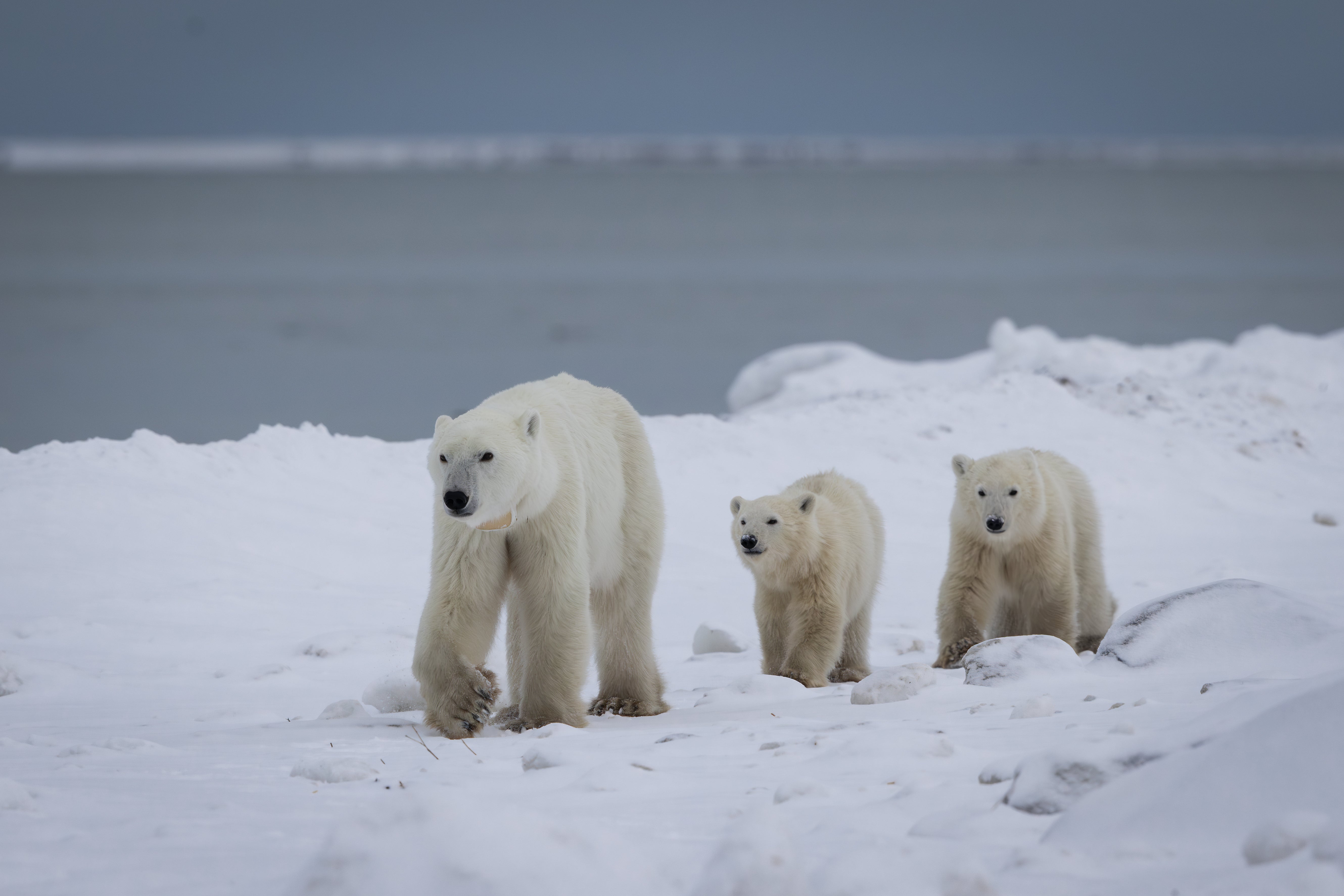 A mother polar bear in Canada has made the rare decision to adopt - and the new family was caught on video.