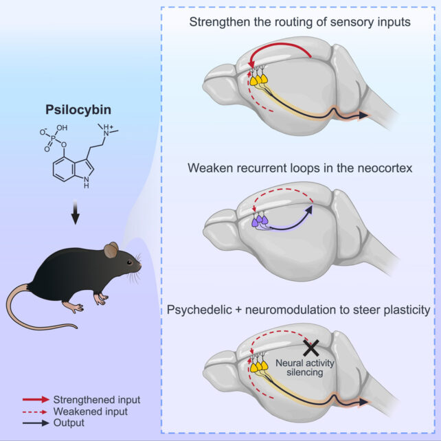 Diagram showing the directions of mouse brain rewiring by psilocybin