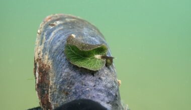 A Snorkeler in Nova Scotia Thought This Was a Leaf, but It Was Something Far Weirder