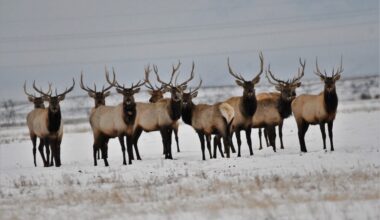 Elk herd