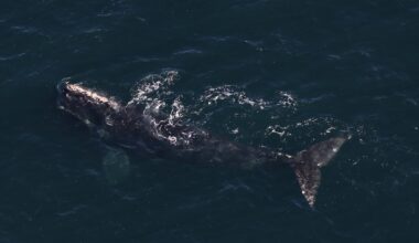 Right whale photographed off Boston on Nov. 19, 2025, previously located in Donegal Bay, Ireland, in July 2024.