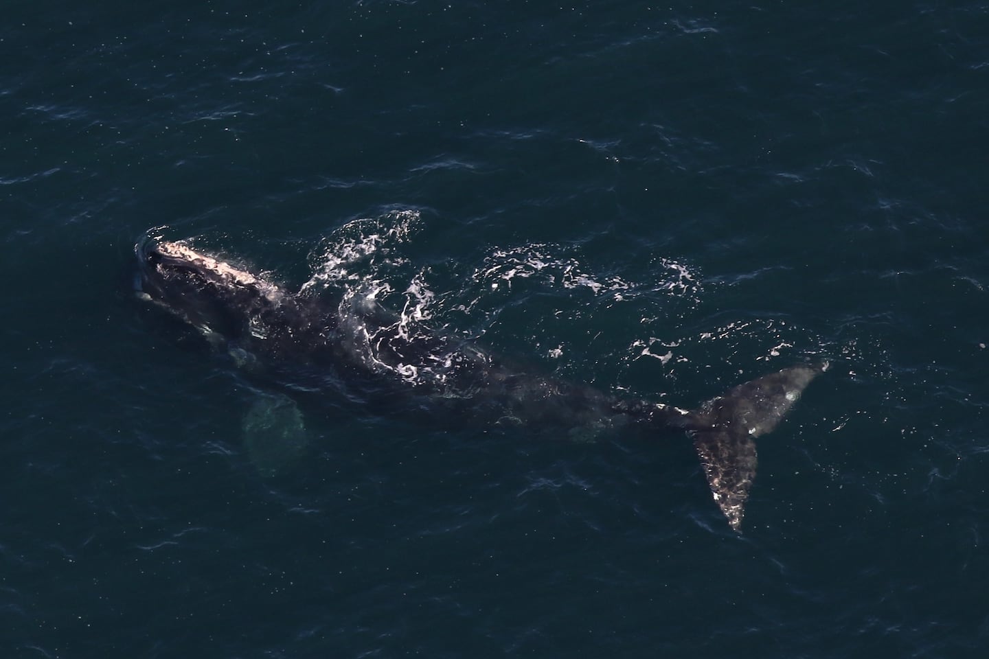 Right whale photographed off Boston on Nov. 19, 2025, previously located in Donegal Bay, Ireland, in July 2024.