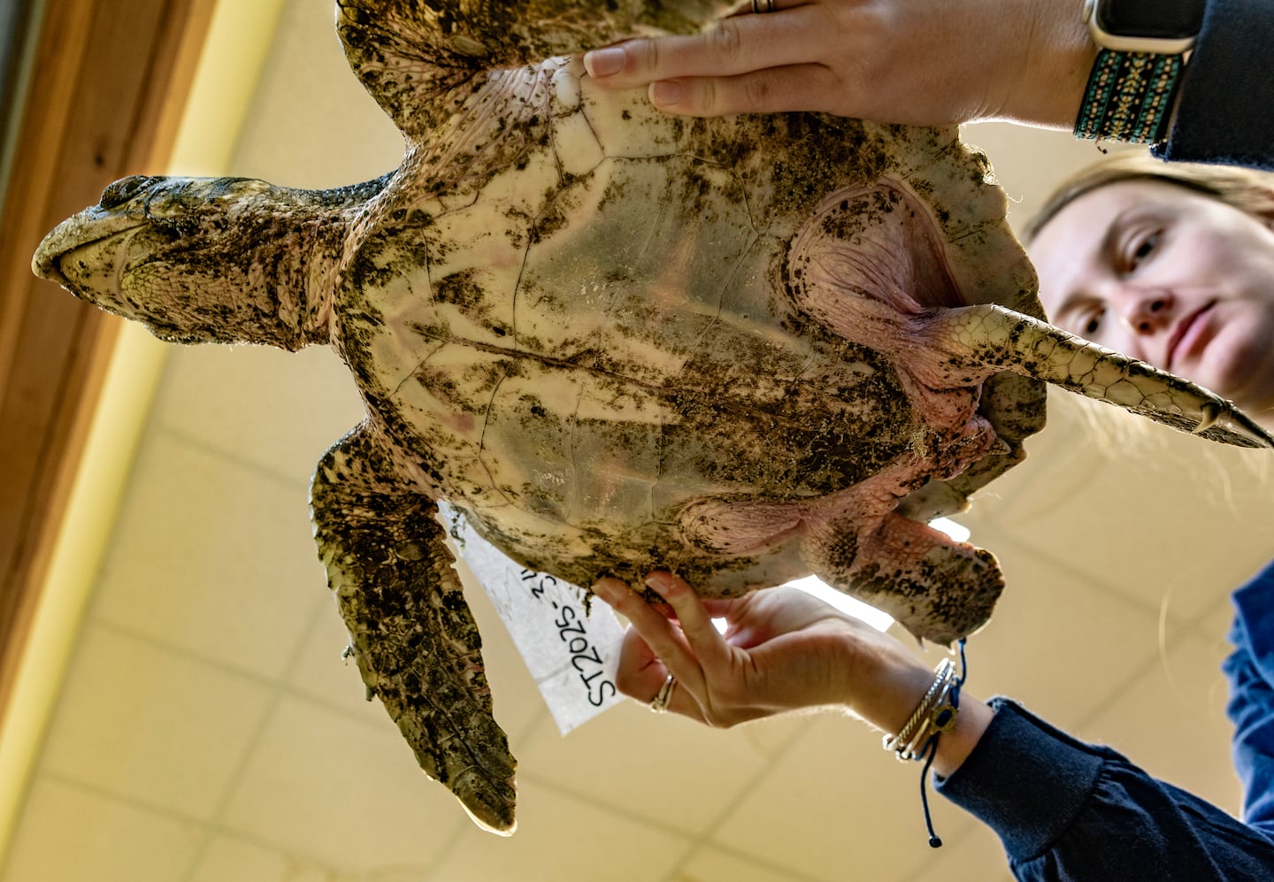 Lily Collyer, a field technician, processes a Kemp's ridley Turtle at Mass Audubon's Wellfleet Bay Wildlife Sanctuary.