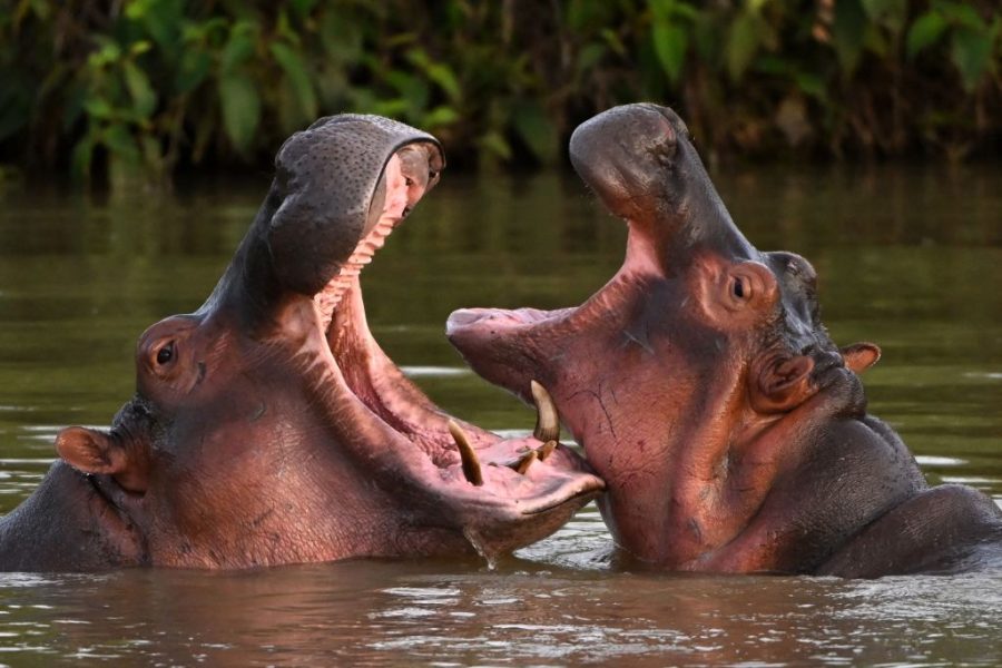 Pablo Escobar's hippos are saving Colombia's wetlands