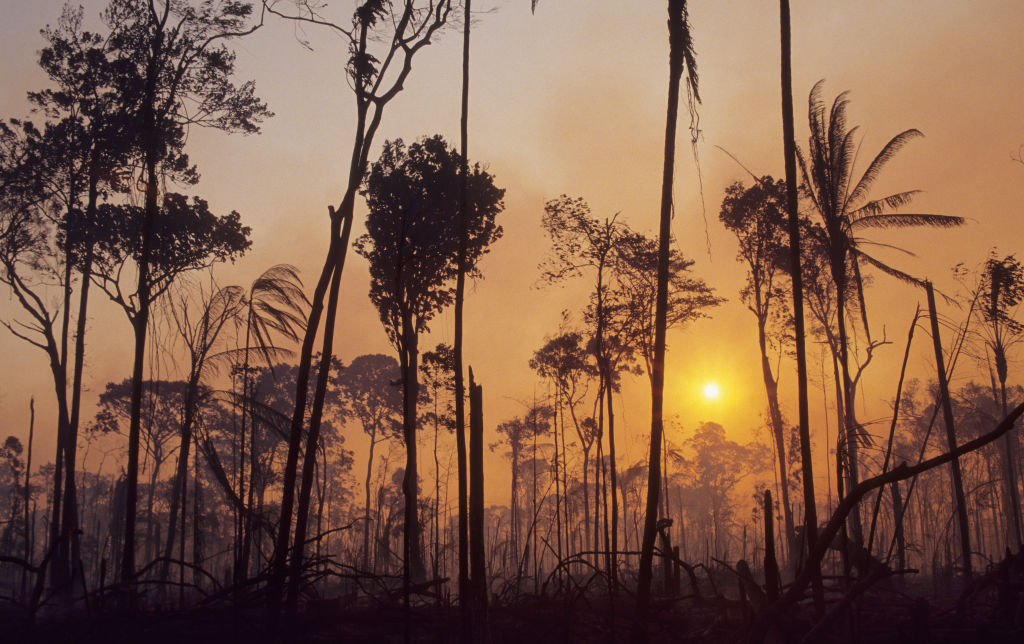 What to expect in the end-game of EU deforestation talks