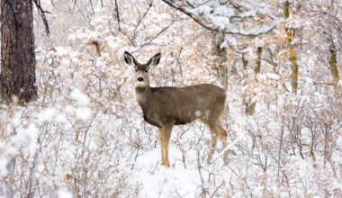 6 Hidden Dangers of Feeding Deer in the Winter, According to Wildlife Experts